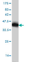 WB - TXN Antibody (monoclonal) (M04) AT4415a